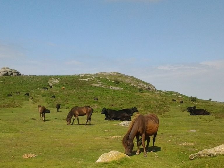 Ponies and Cows grazing and roaming free on Dartmoor in the Sun