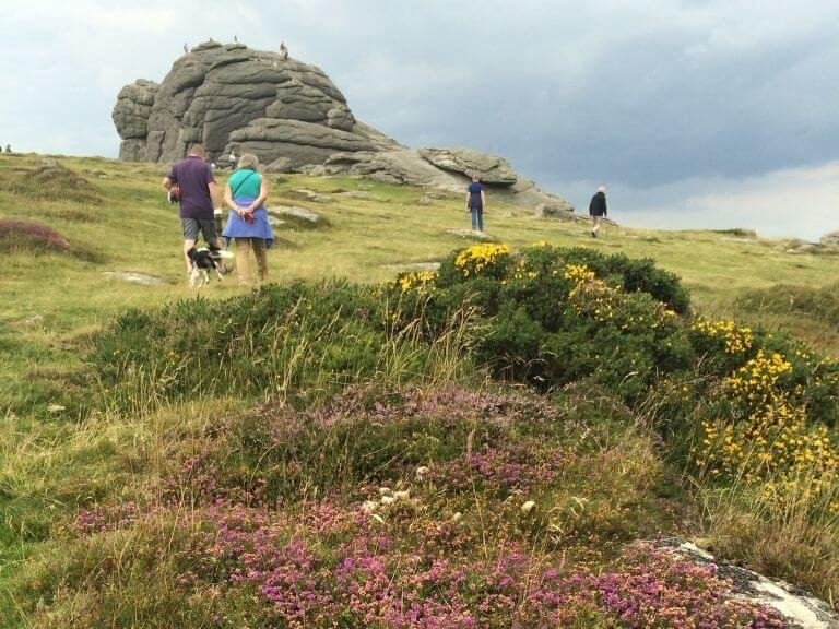 Family walking on Dartmoor through colourful heathers heading towards the iconic Haytor