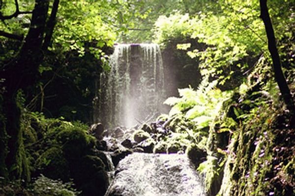 Glistening waterfall amongst trees and greenery