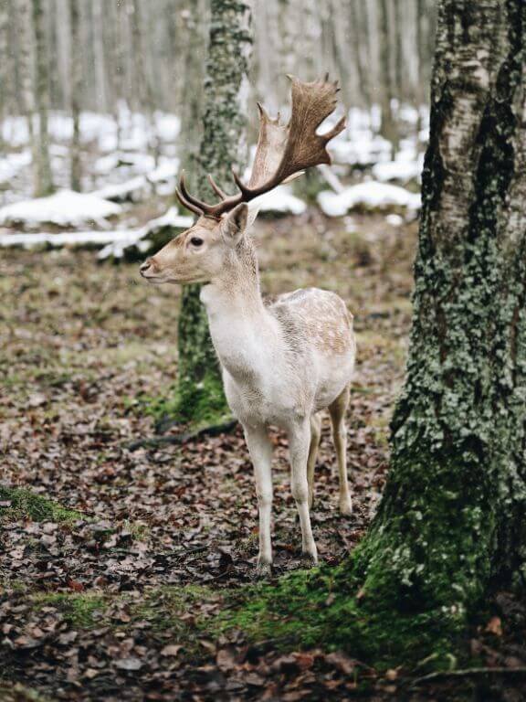 Rare-white-deer-amongst-trees