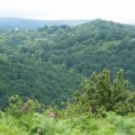 Stunning view of woods from Lustleigh Cleave