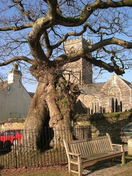 Ancient Oak tree in front of Meavy church